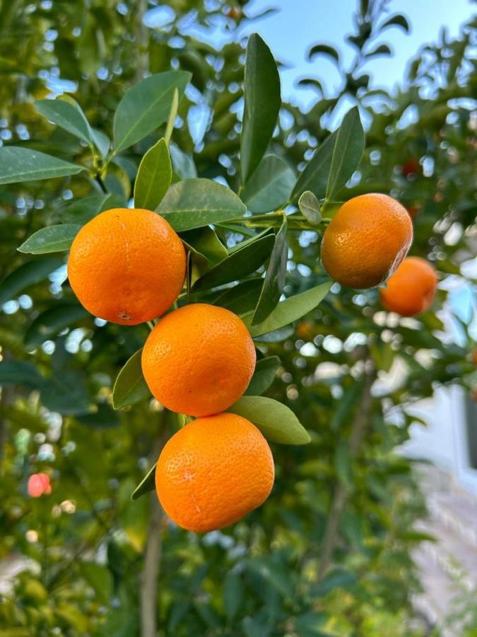 מלון Beniarbeig Casa Feliz מראה חיצוני תמונה